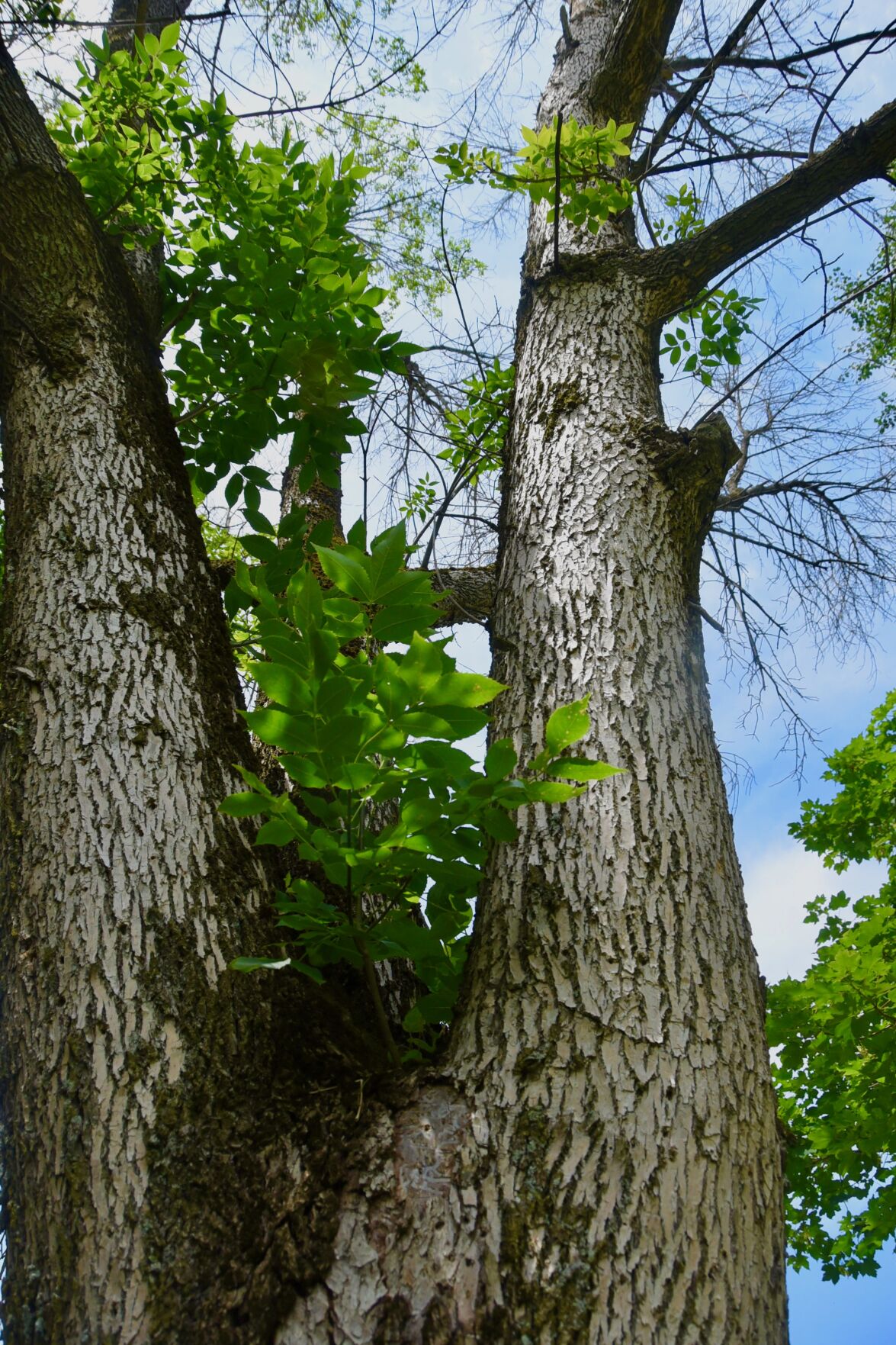 AshBorer1